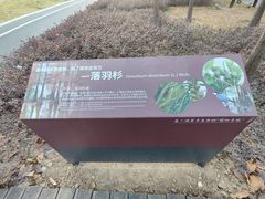 -王借岗森林公园