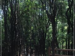 -火炉山森林公园