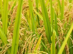 -光明小镇欢乐田园