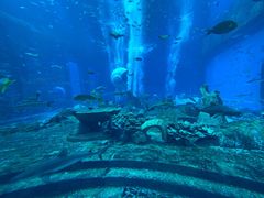 -亚特兰蒂斯•OSSIANO奥西亚诺海底餐厅