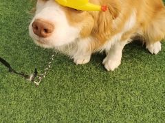 -宠物寄养训练学校