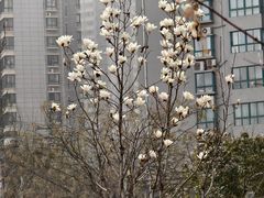 -万寿八仙宫