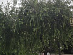 -寮步香市古镇休闲景区