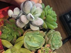 -鹿岛会员店 (龙湖三千集天街店)