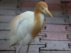 -吉隆坡雀鸟公园