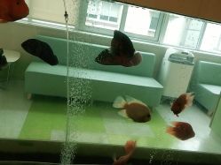 点击看大图 -杭州贝瑞斯美华妇儿医院·早孕·产检·儿科