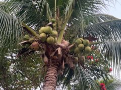 -海南清水湾莱佛士酒店