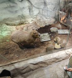 -Zoolung Zoolung动物主题公园(海信广场店)