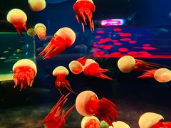 -欢乐海岸海洋奇梦馆