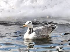 -新疆天山野生动物园