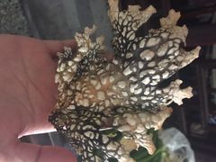 益恒饭店-白家寨子·山野白族菜(古城总店)