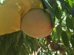 -老袁家蜜桃农场·阳山水蜜桃