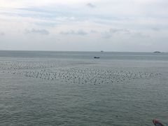 -枸杞岛