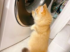 -猫大福·Fortune Cat猫舍(百子湾店)