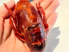 -洪福龙虾