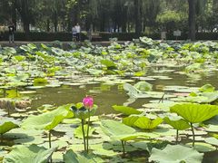 -团结湖公园