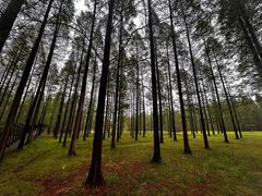 -黄海国家森林公园