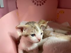 -Bastet sally猫舍购宠(静安店)