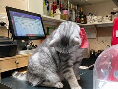 -猫色咖啡·猫咖