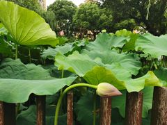 -陈家山荷花公园