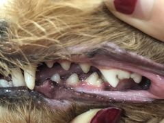 -八公叔叔宠物美容连锁(春申店)