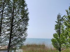 -西京湾花海