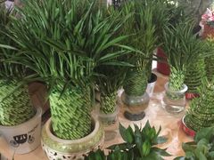 -长宁东道花卉宠物市场