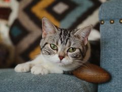 -猫大福·Fortune Cat猫舍(百子湾店)