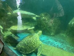 -广东惠东海龟国家级自然保护区