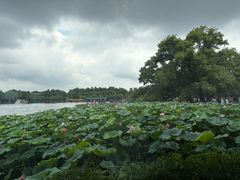 -湖畔居茶楼(湖滨店)