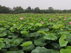 -梁鸿国家湿地公园