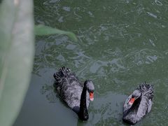 -深圳野生动物园