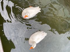 -水绘园