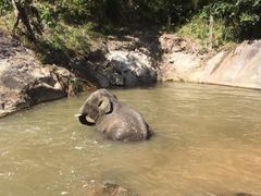 -Elephant Care & Grand Canyon Jumping
