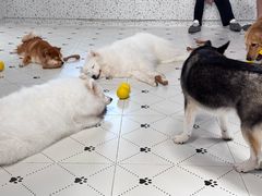 -毛绒耶耶撸宠馆·猫咖·狗咖·荷兰猪咖