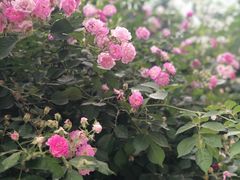 -回龙观体育文化公园