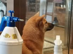 -more than meow吴止猫主题餐厅(承德 中船汇店)