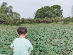 -乌村