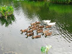 -映月湖公园