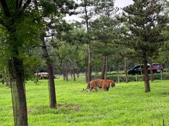 -秦皇岛野生动物园