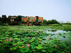 -天津东丽湖风景区