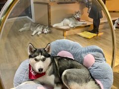 -Husky Go! 哈士奇体验馆·宠物咖啡厅狗咖