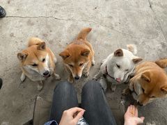 -柴犬高等学院·狗咖·柴犬售卖·宠物训练