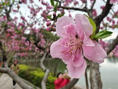 -西湖公园(鼓楼区)