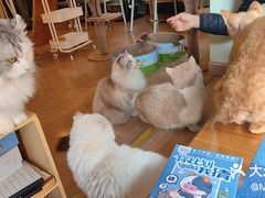-MOYOYO猫咪咖啡店