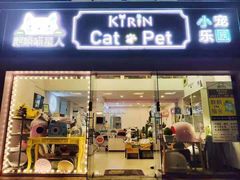 -70cat德文卷毛猫·缅因猫纯种猫舍