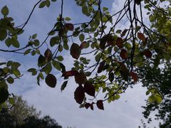 -上海共青森林公园