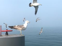 -长岛万鸟岛