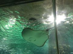 -锦艺城海洋馆