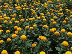 -上海鲜花港